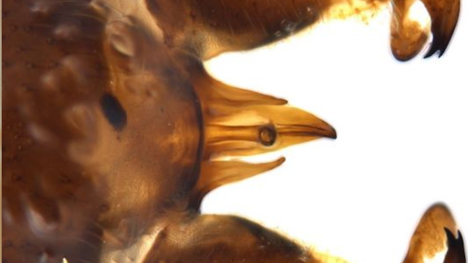 The special anatomy of Minipteryx robusta​, Photo: OEH