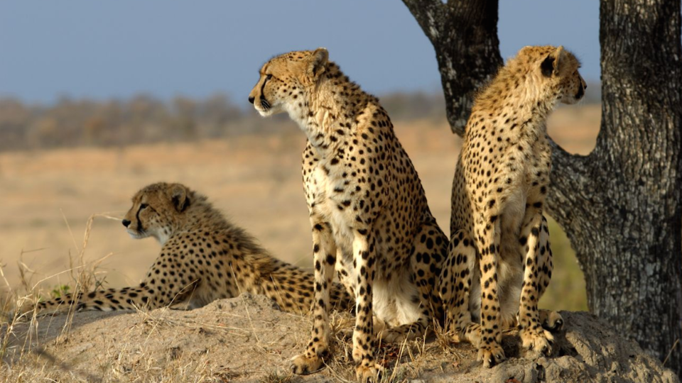 A cheetah coalition, Image: James Temple/Flickr