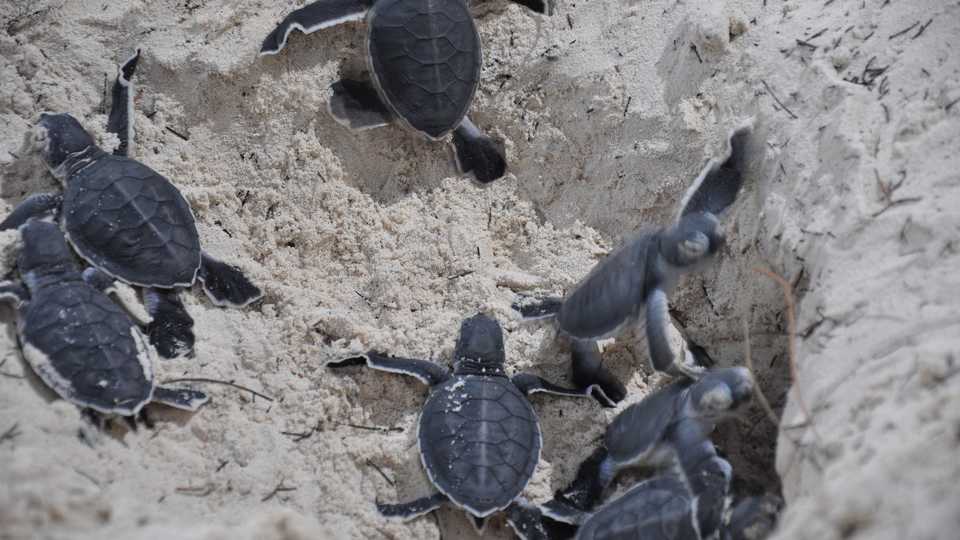 Hatching green sea turtles, Meagan/Flickr
