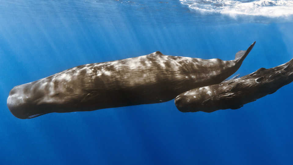 Sperm whale with calf