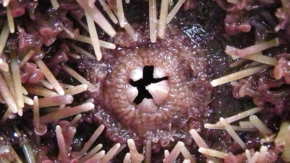 Urchin teeth for digging on Mars, Wilson44691/Wikipedia