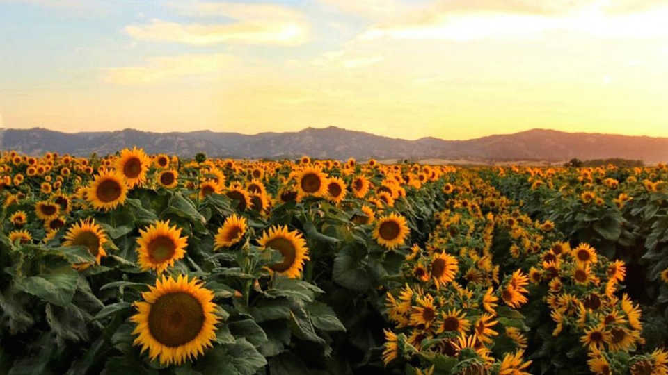 Sunflowers near UC Davis, by Chris Nicolini