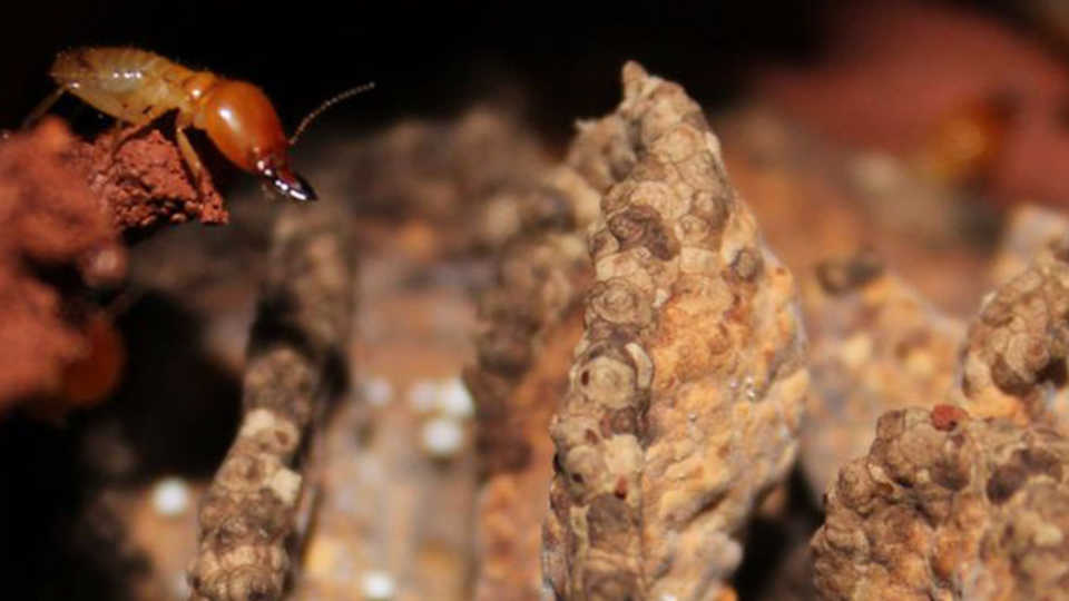 termites, photo, colony