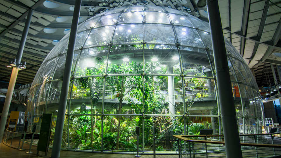 Rainforest dome