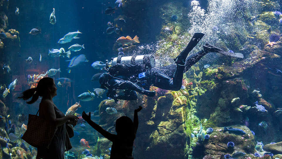 Guests silhouetted in front of the California Coast exhibit with scuba diver