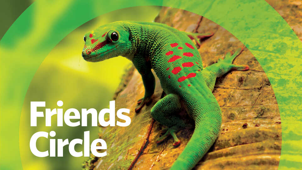Friends Circle banner image with day gecko