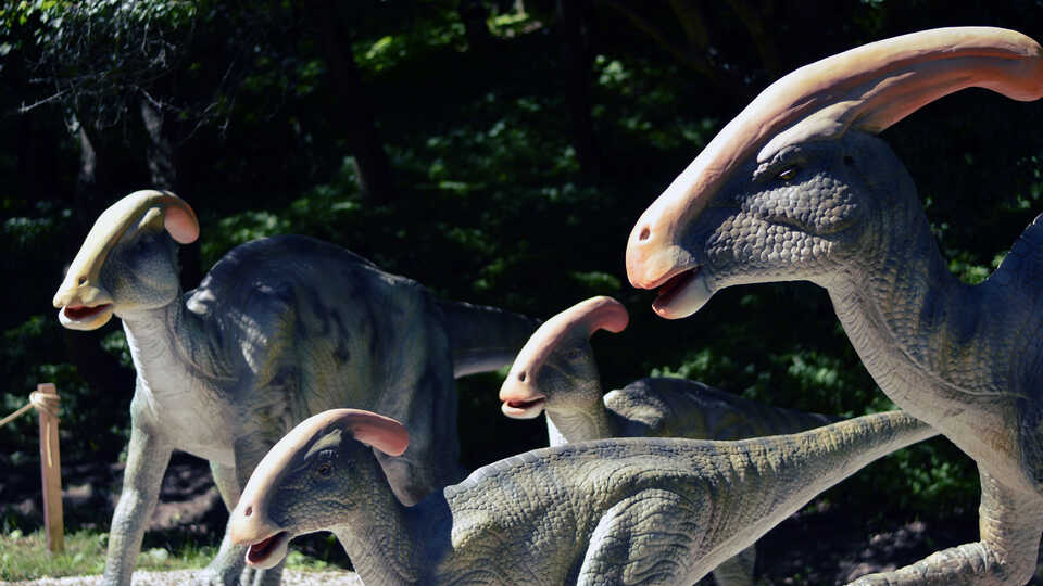Group of Parasaurolophus dinosaurs