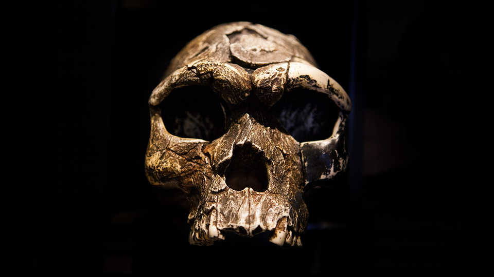 Straight-on view of the dramatically lit skull of an ancient human. 