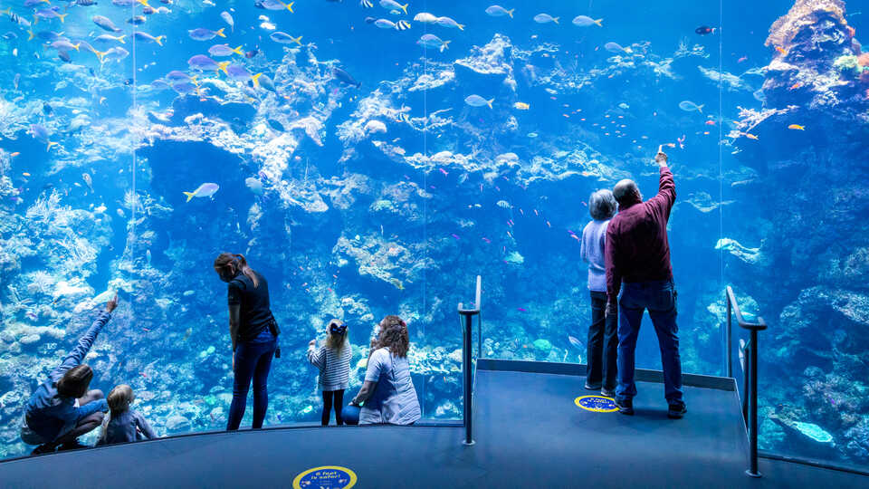 Guests point at fish in Philippine Coral Reef exhibit at the Academy