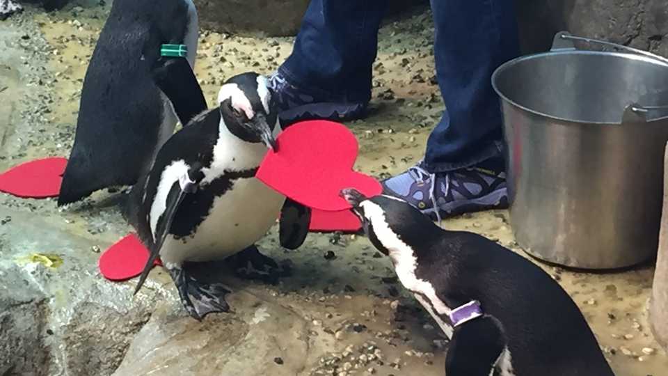 Penguins holding a red heart