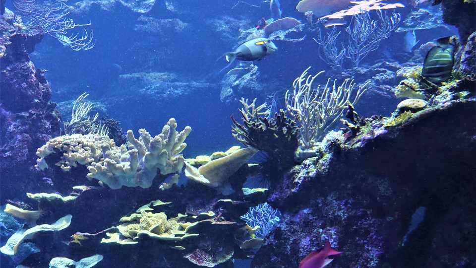 A view into the Phillipine Coral Reef tank at the Academy.