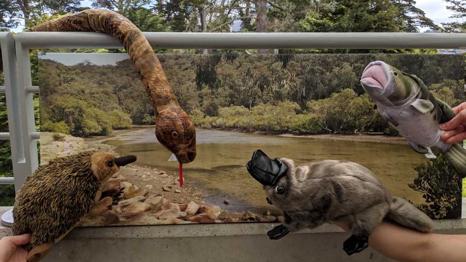 Animal Puppets in front of a stream background