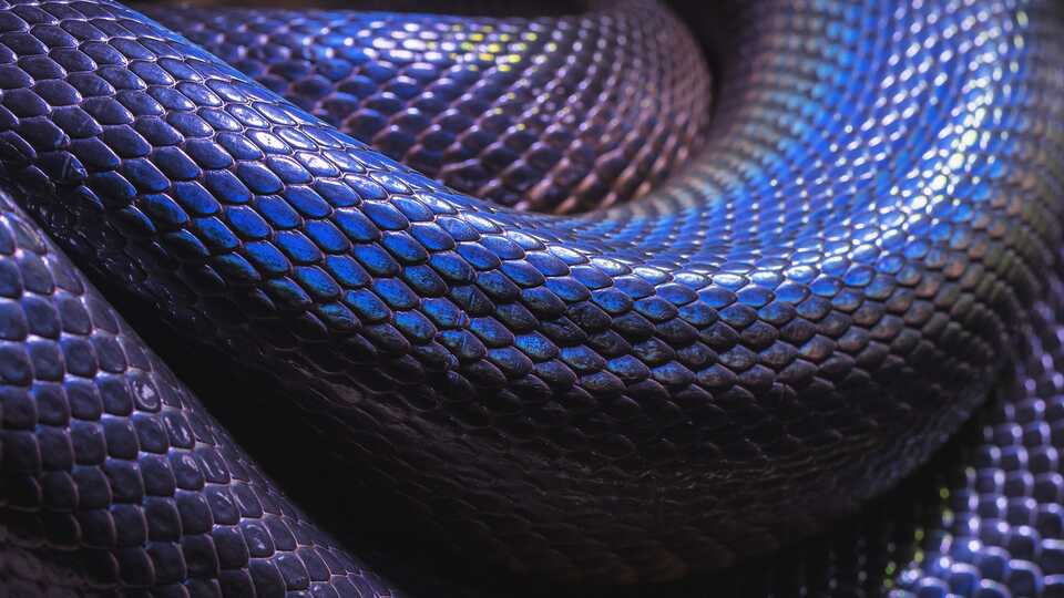 https://www.calacademy.org/sites/default/files/styles/manual_crop_standard_960x540/public/purple-iridescent-snake-skin-giga-macro.jpg?itok=UgcD1QEn&c=20621c5d3cd6fb83ec20a08f2941da25