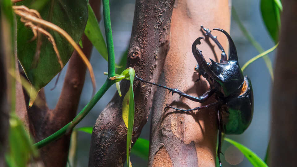 Rhinoceros beetle on a branch in Osher Rainforest