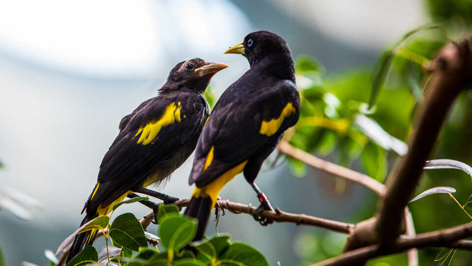 2 yellow-rumped cacique bird in Osher Rainforest at the Academy