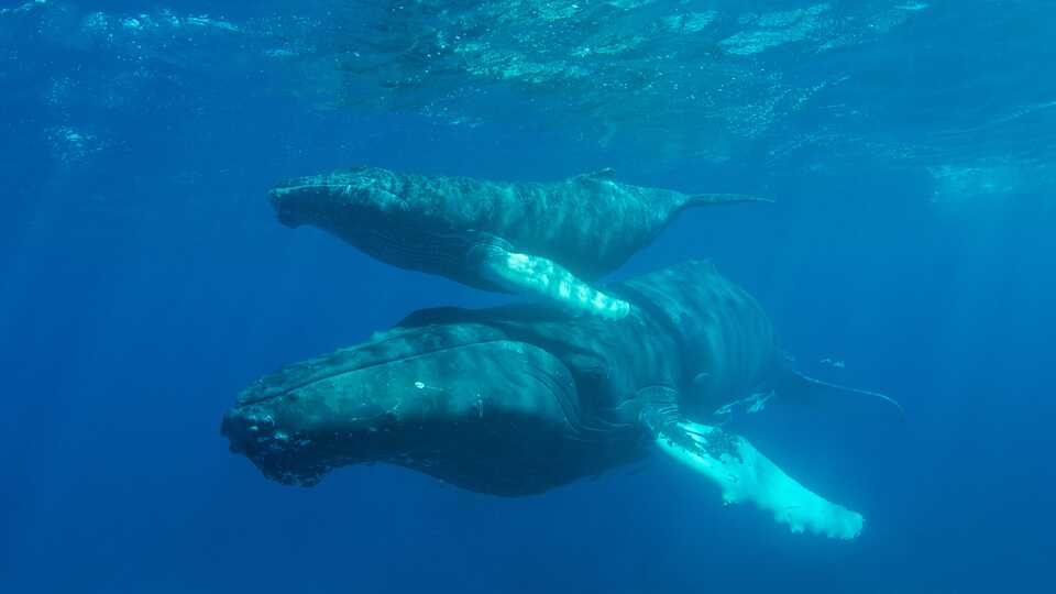 Mother and baby whale swimming underwater