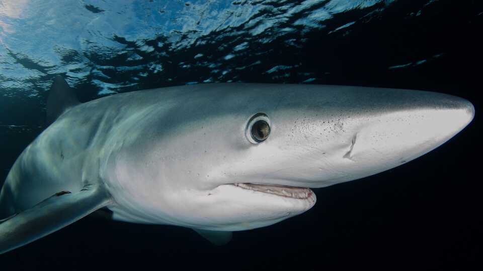 Close-up underwater photo of blue shark head