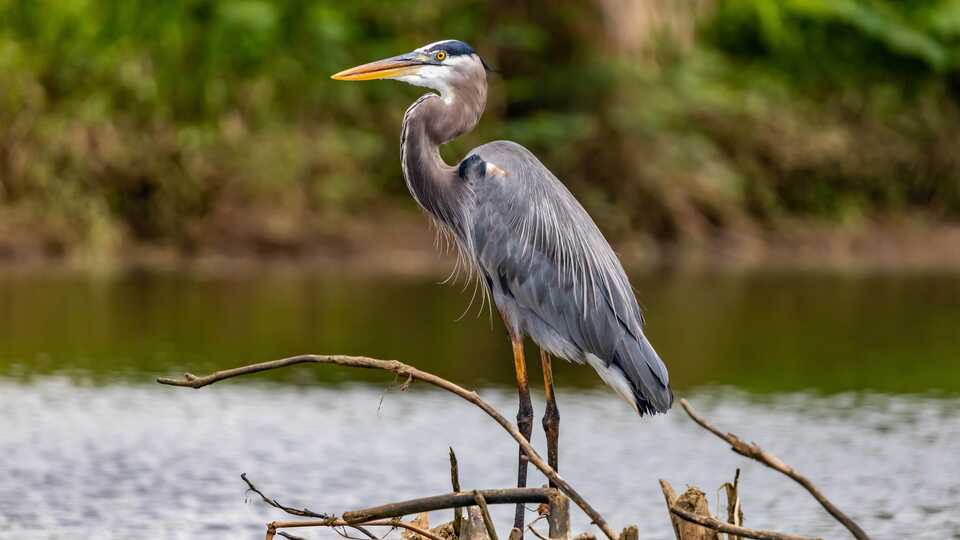 Great blue heron stands in a pond