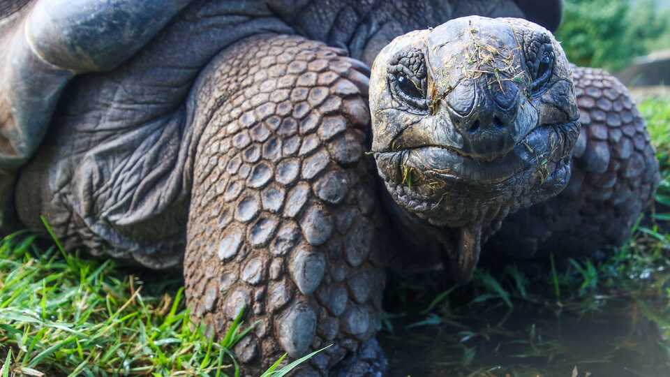 Closeup photo of Galapagos giant tortoise