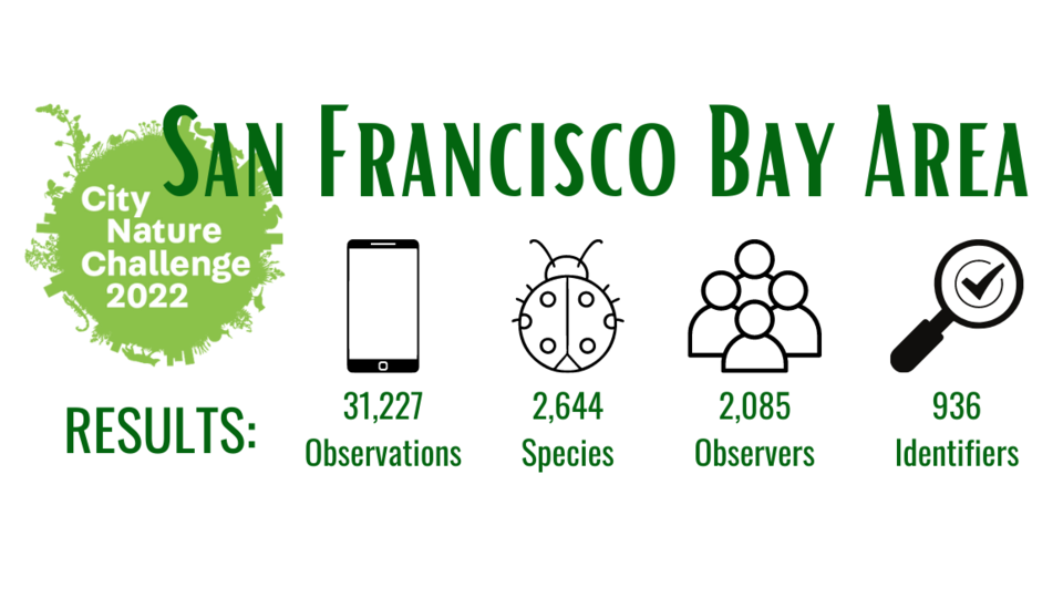 San Francisco Bay Area City Nature Challenge 2022 Results