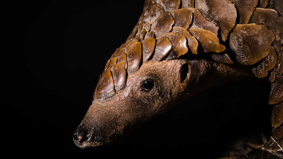 Closeup photo of pangolin specimen