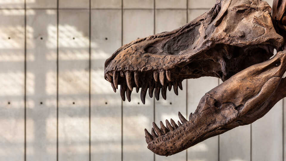 Side view of Tyrannosaurus rex skull in Academy lobby