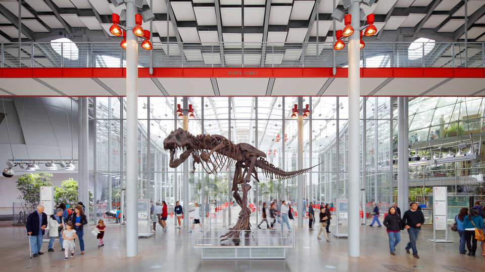 A gigantic fossil of Tyrannosaurus Rex stands in the light-filled lobby of the California Academy of Sciences