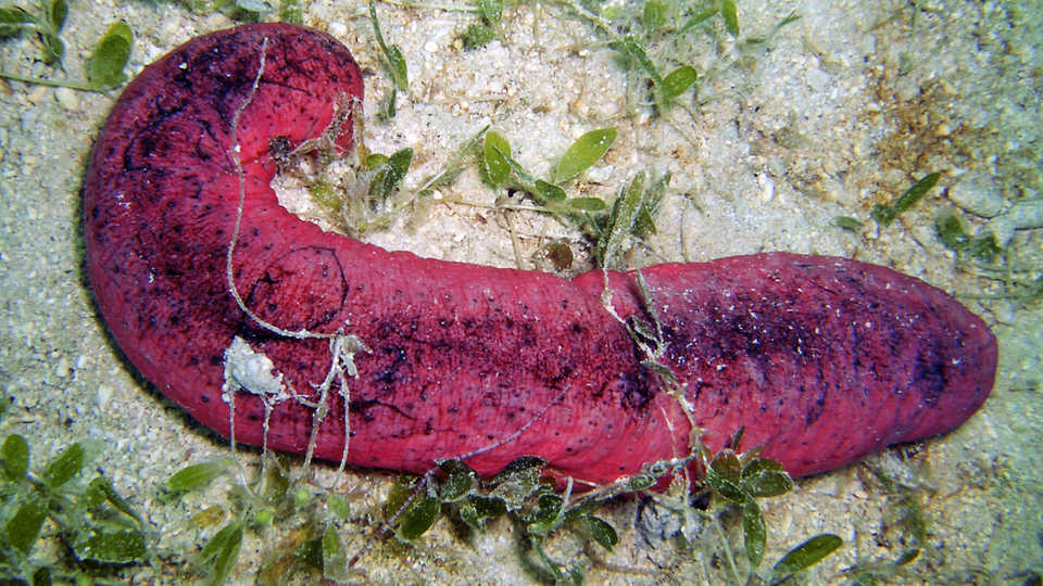 New study on “Burnt Hot Dog” sea cucumbers raises red flags for threatened  global fisheries | California Academy of Sciences