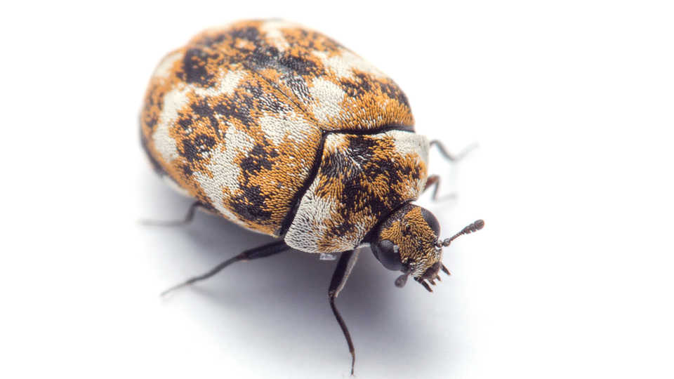How To Get Rid Of Carpet Beetles – Forbes Home