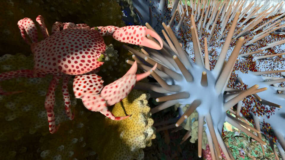 Video: What Animals Live in a Coral Reef? | California Academy of Sciences