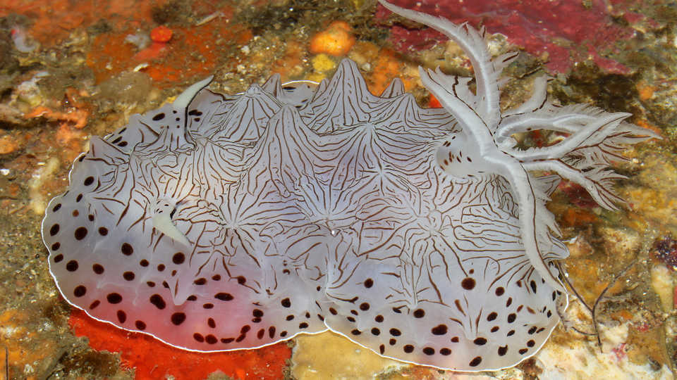 Over 100 New Marine Species Discovered in the Philippines | California  Academy of Sciences