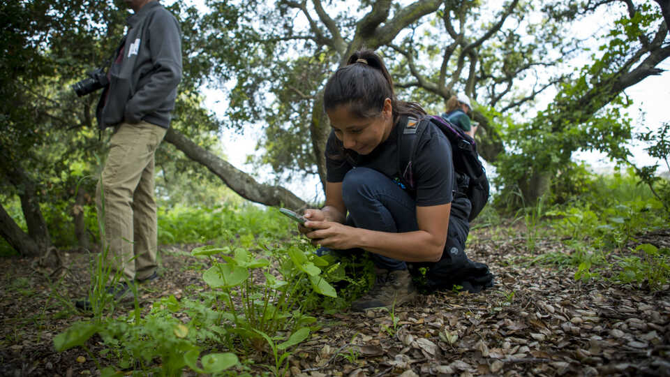 Global wildlife observation network iNaturalist surpasses 25 million  observations of wild plants and animals | California Academy of Sciences