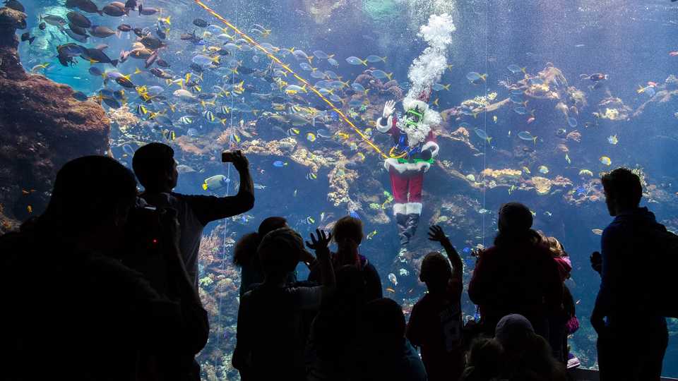 Scuba Santa diving in a coral reef tank with museum guests taking photos below him.