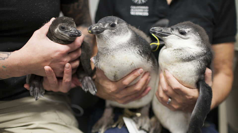 African Penguins | California Academy of Sciences