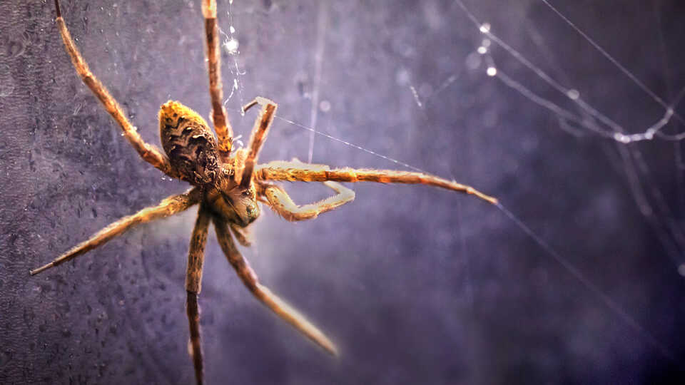 Fishing spider in its web in Venom exhibit at the Academy