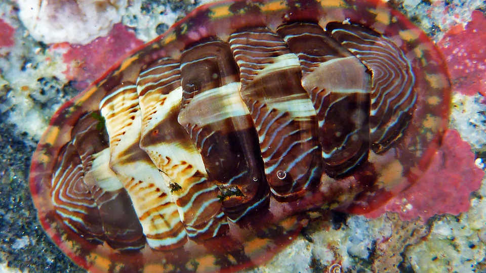 A chiton on rocky substrate