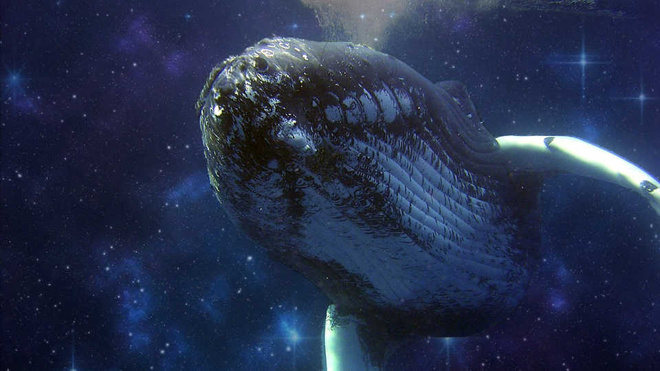 Can studying whale communications help us figure out how to talk to ET?